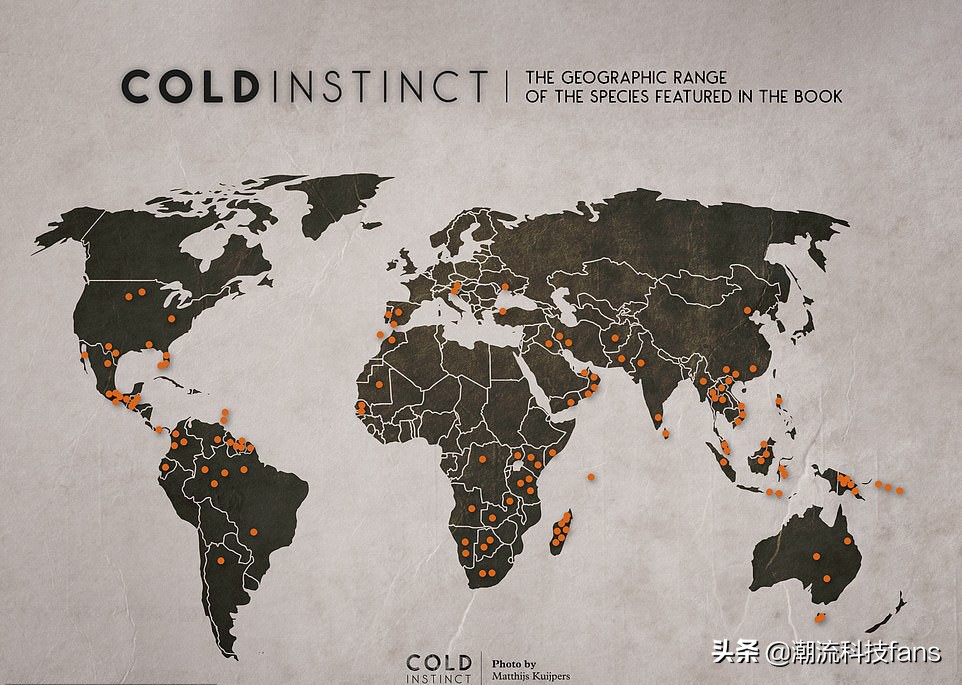 盘点那些美丽的动物,美丽且濒危的动物