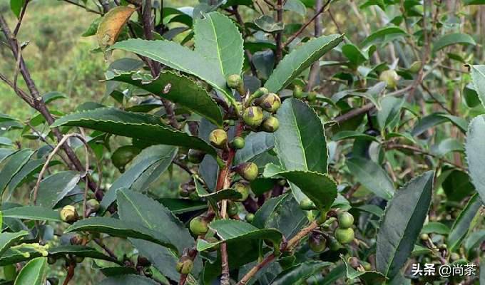 茶叶树和山茶油树的区别是什么,山茶花和茶油树区别图片大全