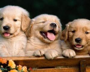 十二生肖合与不合关系口诀,十二生肖的相合与相生怎么记