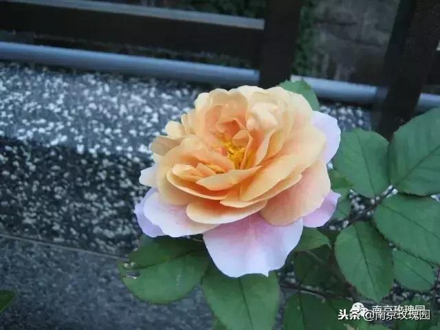 「花师傅开课啦」爱花人必知！南京*瑰园玫**为你科普百种玫瑰
