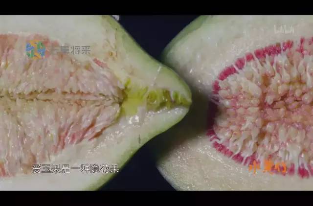 天然去雕饰的《水果传》,给你一场抵挡不住的水果饕餮