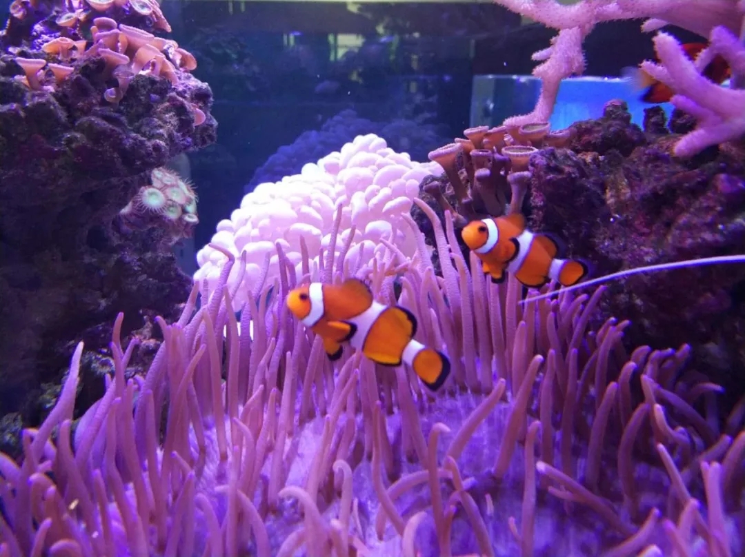 海水鲽鱼在一起打架吗,鱼儿为什么会打架