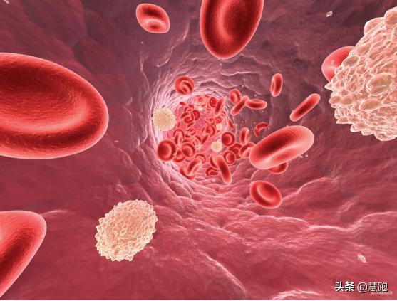 耐力运动需要补充什么元素,补充运动耐力所需营养元素