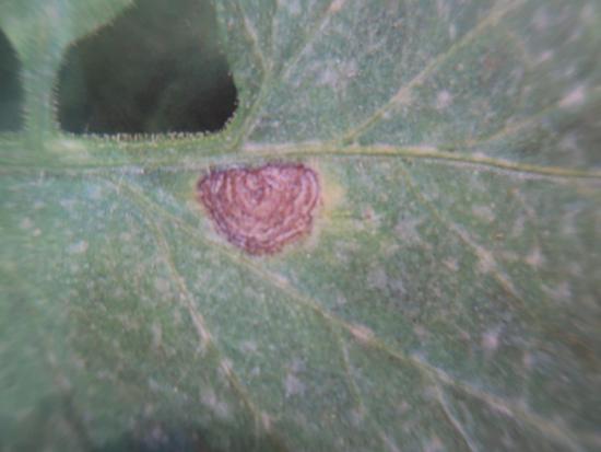 西红柿转色慢怎么解决,西红柿转色的最佳温度