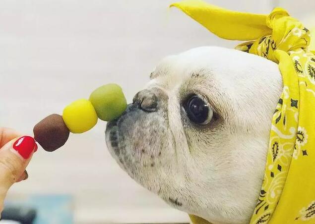 在饲养法牛时，有5*禁大**忌别犯，对它没好处