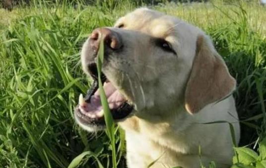 喜欢吃草莓的金毛,喜欢吃水果的金毛