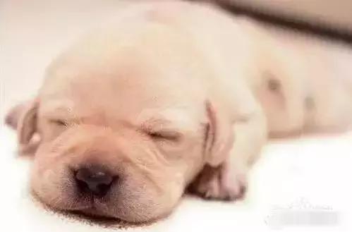 宠物毛发到处飞,宠物长杂毛该怎么办