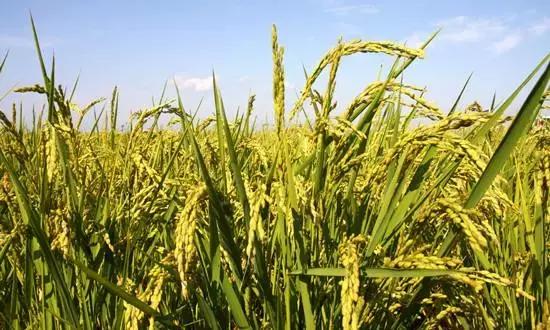 办理天然气开户不在本地怎么办,燃气更改户号之前交的费怎么办