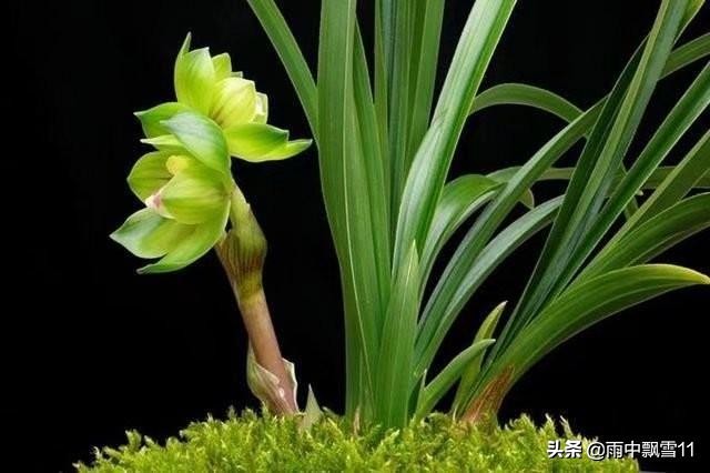 兰花叶尖发黑的原因及解决办法,兰花叶尖发黑干枯是什么原因