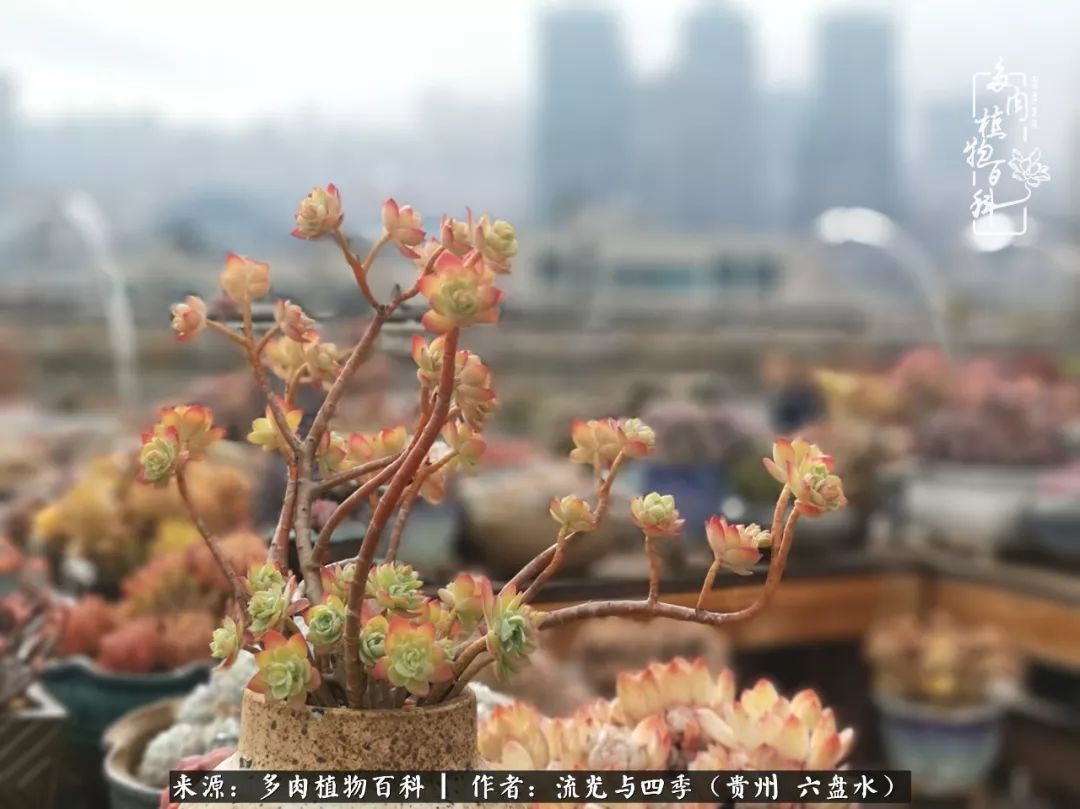 养多肉这几点新手必要知道,在养多肉的路上越走越远