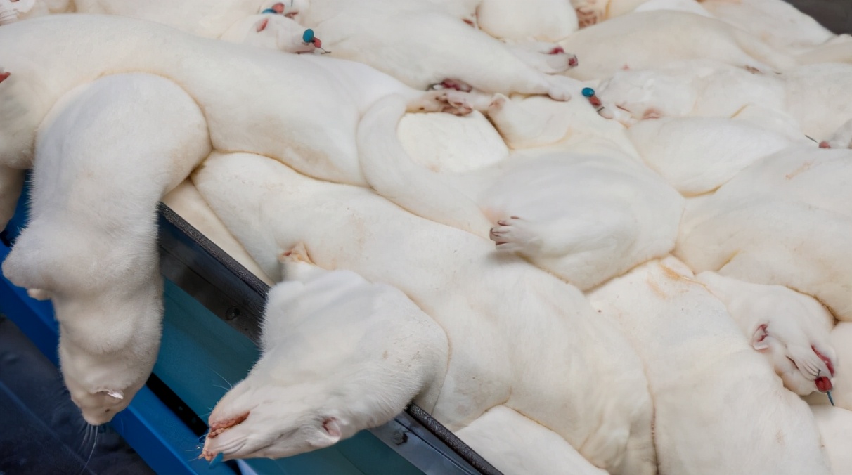 美国15000只貂死于新冠病毒，世卫组织发出这样的风险提醒