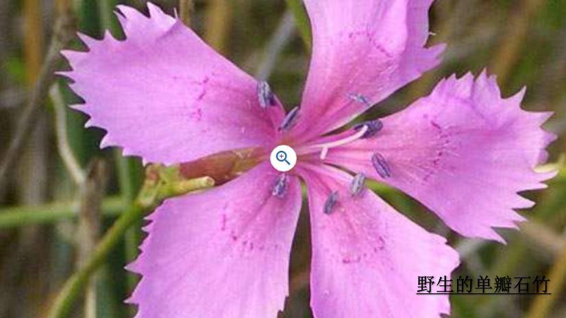 你准备好了吗幼儿版,你的康乃馨准备好了吗