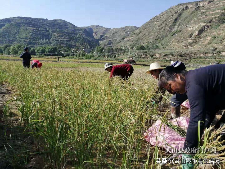 武山网红电商,武山网红电商推广