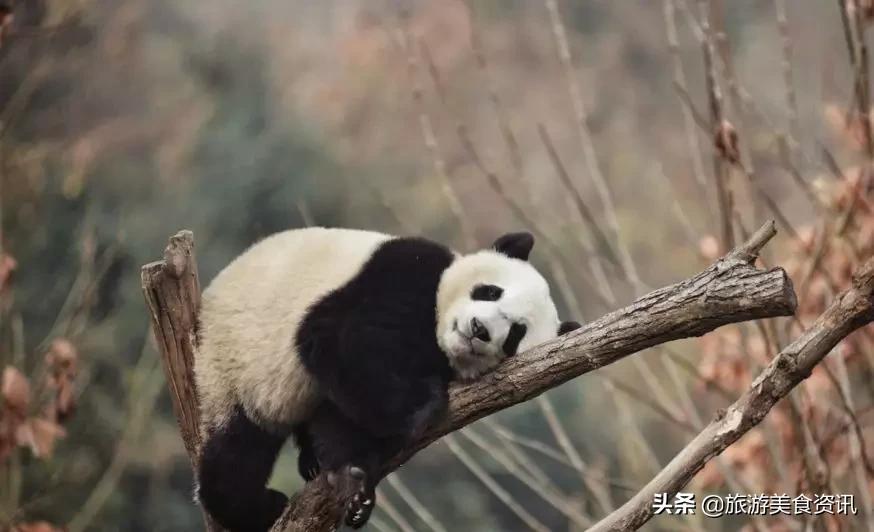 雅安邀你来听雨：天地之润，万物之养，雅雨之灵，雅安之魂