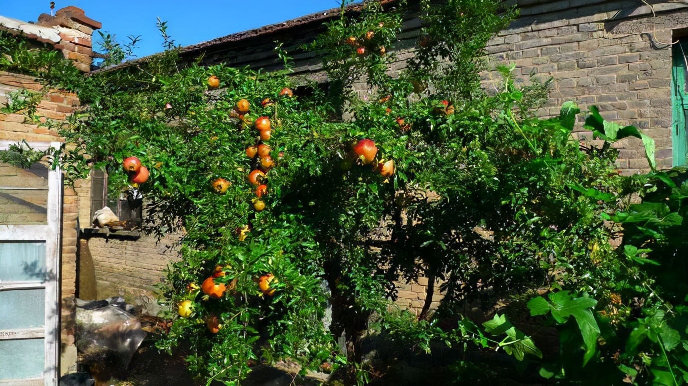 农村后院适合种啥树,家里种哪五种树可以旺家多子多福