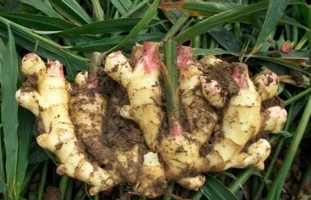 学习|切块生姜放水里，3天发芽，半年结出一桶姜