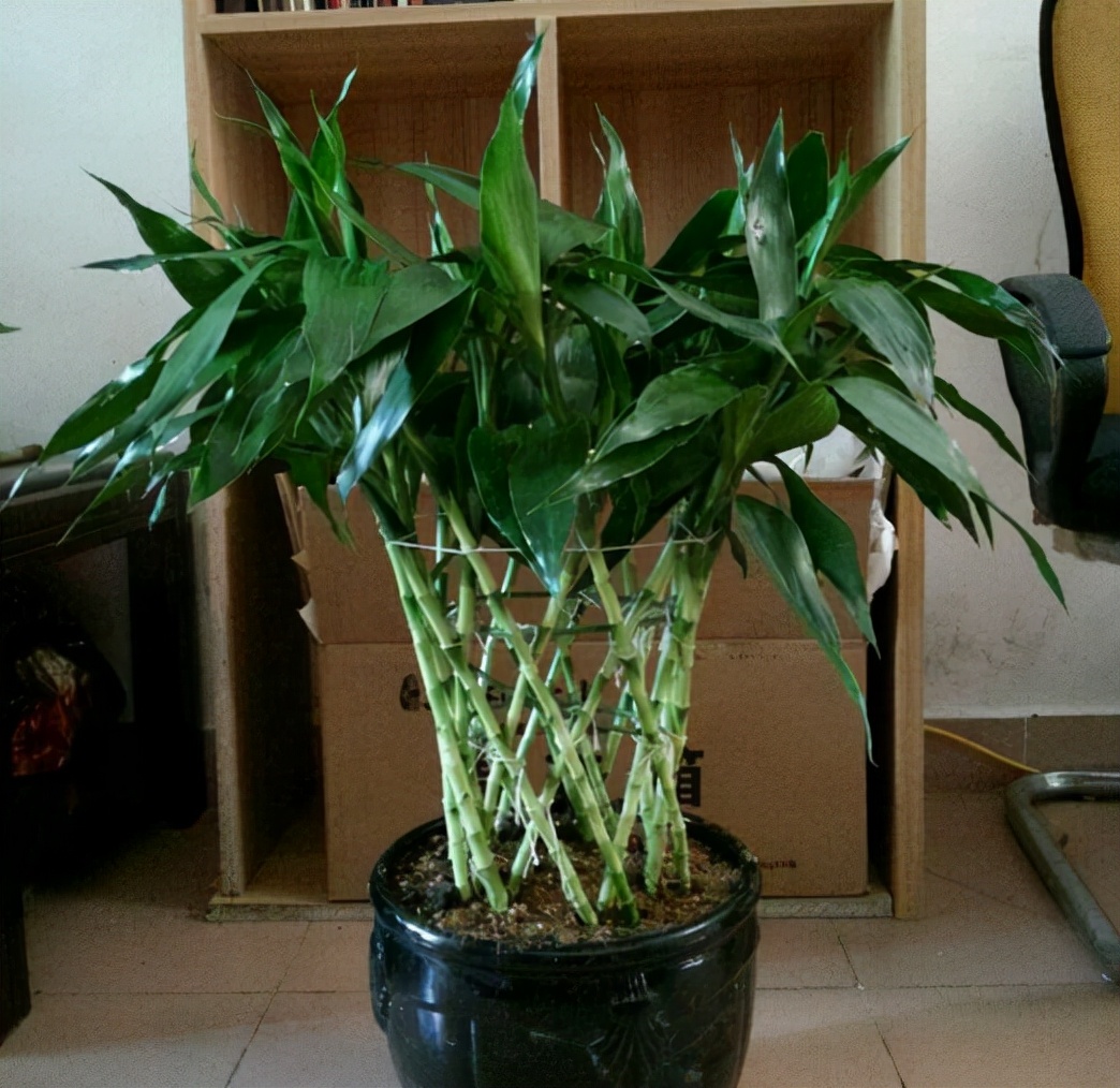 适合养在室内的植物寓意好的,室内适合养什么植物对家庭比较好