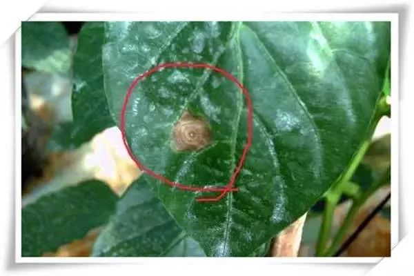 辣椒病害图谱大全大图,辣椒病害大全图片及防治方法