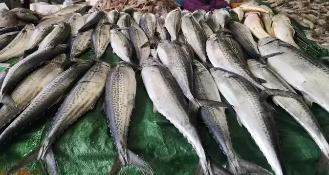 休渔期海鲜为什么涨价,今年威海休渔期最新政策