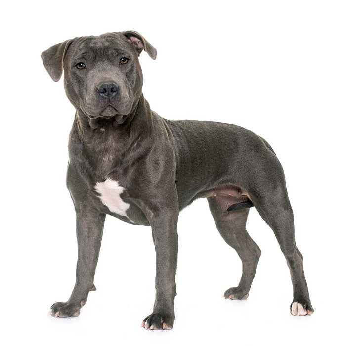 世界上最昂贵的10只狗,世界上十大最名贵的犬种附图