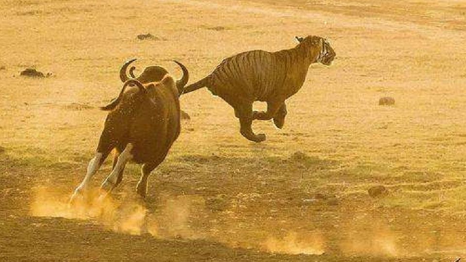 世界上最强壮的牛体重堪比大象,世界最大的牛多少斤吉尼斯