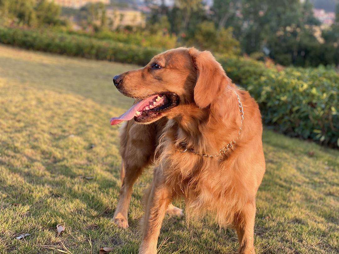 长毛犬推荐公的还是母的,新手怎么选宠物狗小型犬