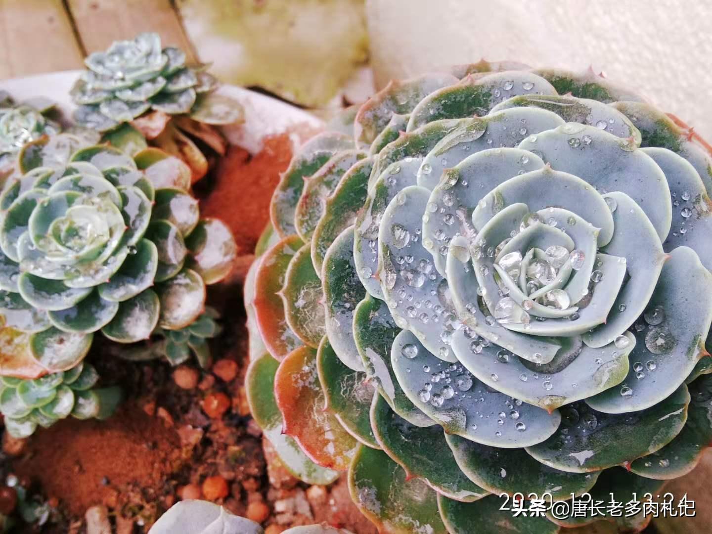 你有没有养过白玉蜗牛,你有没有曾经养过宠物