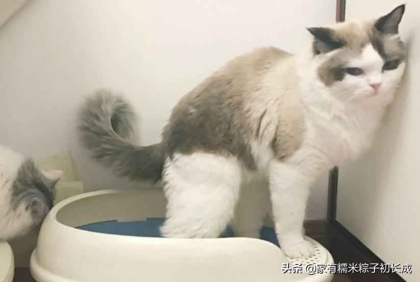 猫咪乱尿的原因和解决方法,猫咪乱尿的解决方法