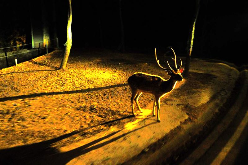 清迈夜间动物园珍稀动物魅力无限,清迈动物园参观