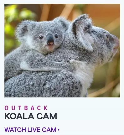 这些网站可以“云吸”动物园？爱宠人福利来了！（萌图暴击）