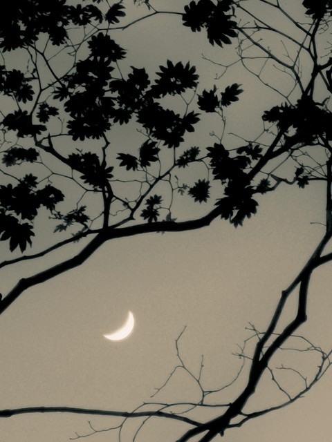 月缺月圆月常在诗句,有关月缺月圆的诗句