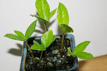 如何扦插金钱树成活率高,怎样扦插金钱树成活率高