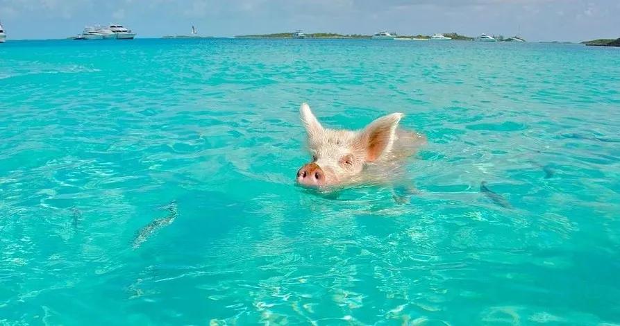 夏天高温猪中暑怎么治疗,治猪中暑最好方法