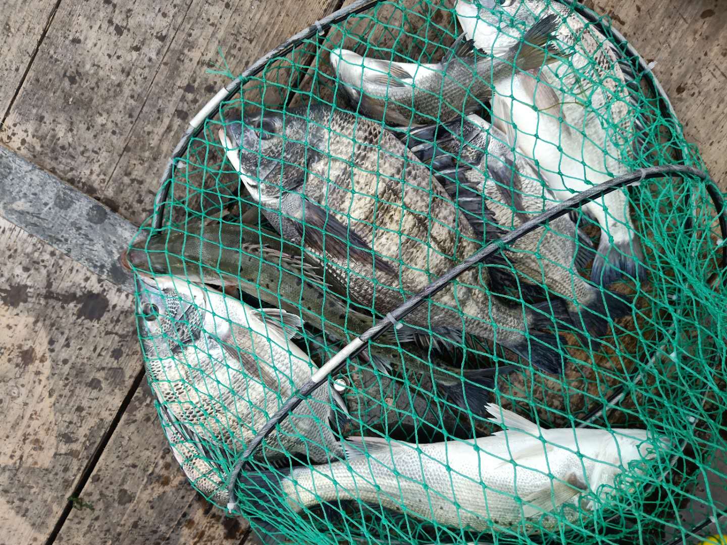 海钓的收获和感觉,海钓的动力有多大