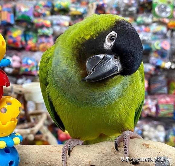 欧美最普遍的宠物鹦鹉品种,外国宠物店有什么鹦鹉品种