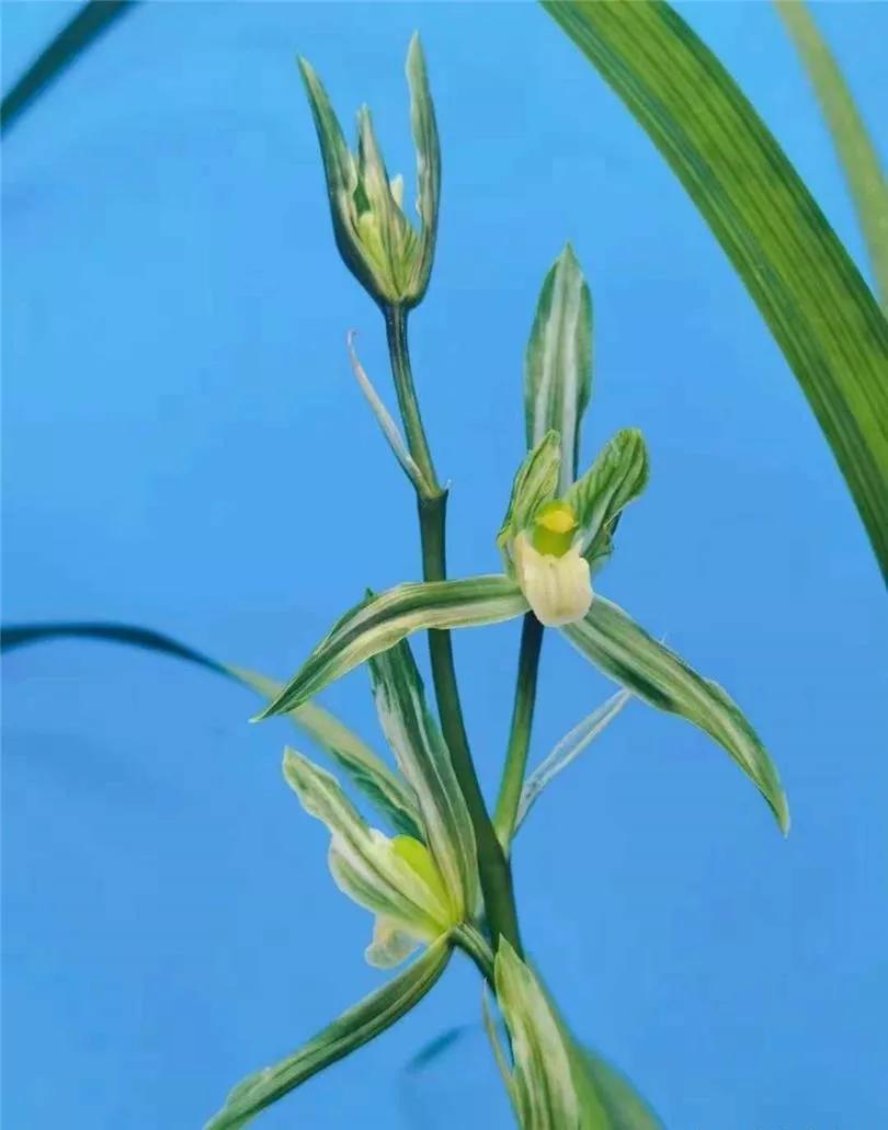 温江市场上售价高达五十万一苗的春剑多艺，再次引爆春剑兰市