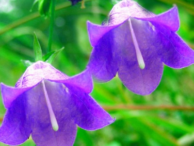 风铃草种子种植方法全过程,风铃草的养殖方法