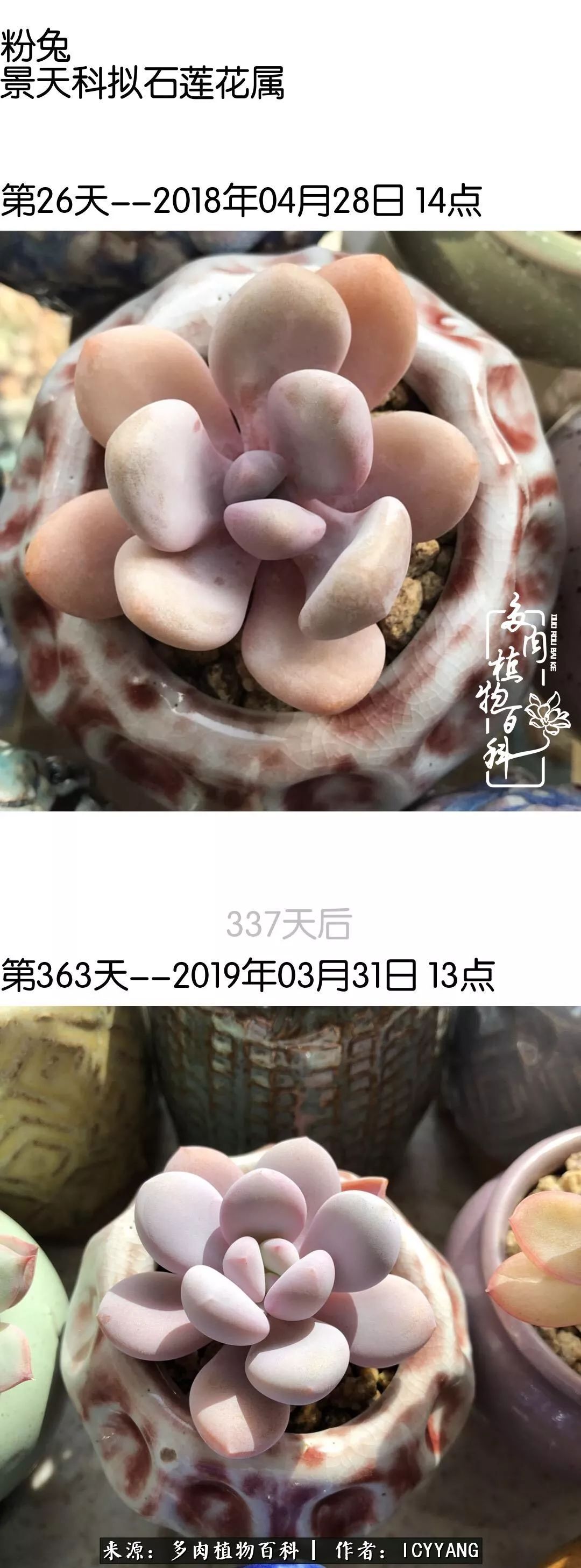 室内阳台多肉的养护方法,景天多肉养护