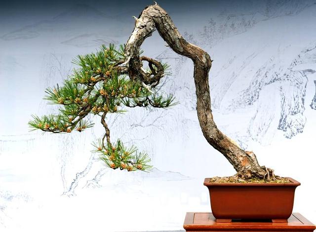 盆景梅花老桩怎么上盆,无花果老桩上盆多久发新芽