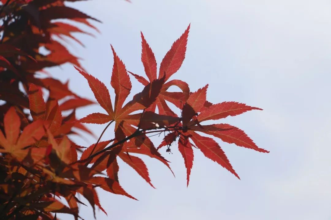 赏枫地图,赏红叶正当时