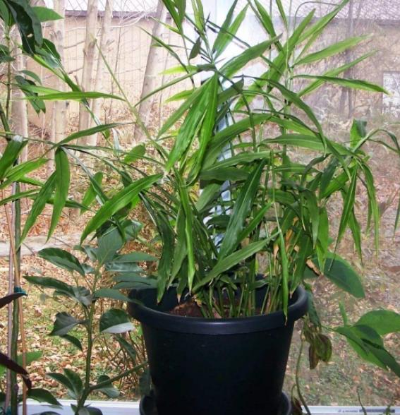 生姜种在阳台风水,庭院种生姜风水