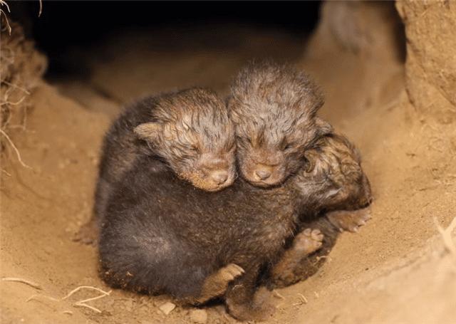 为什么狐狸都在墓里做窝,狐狸为什么常居住在坟墓里