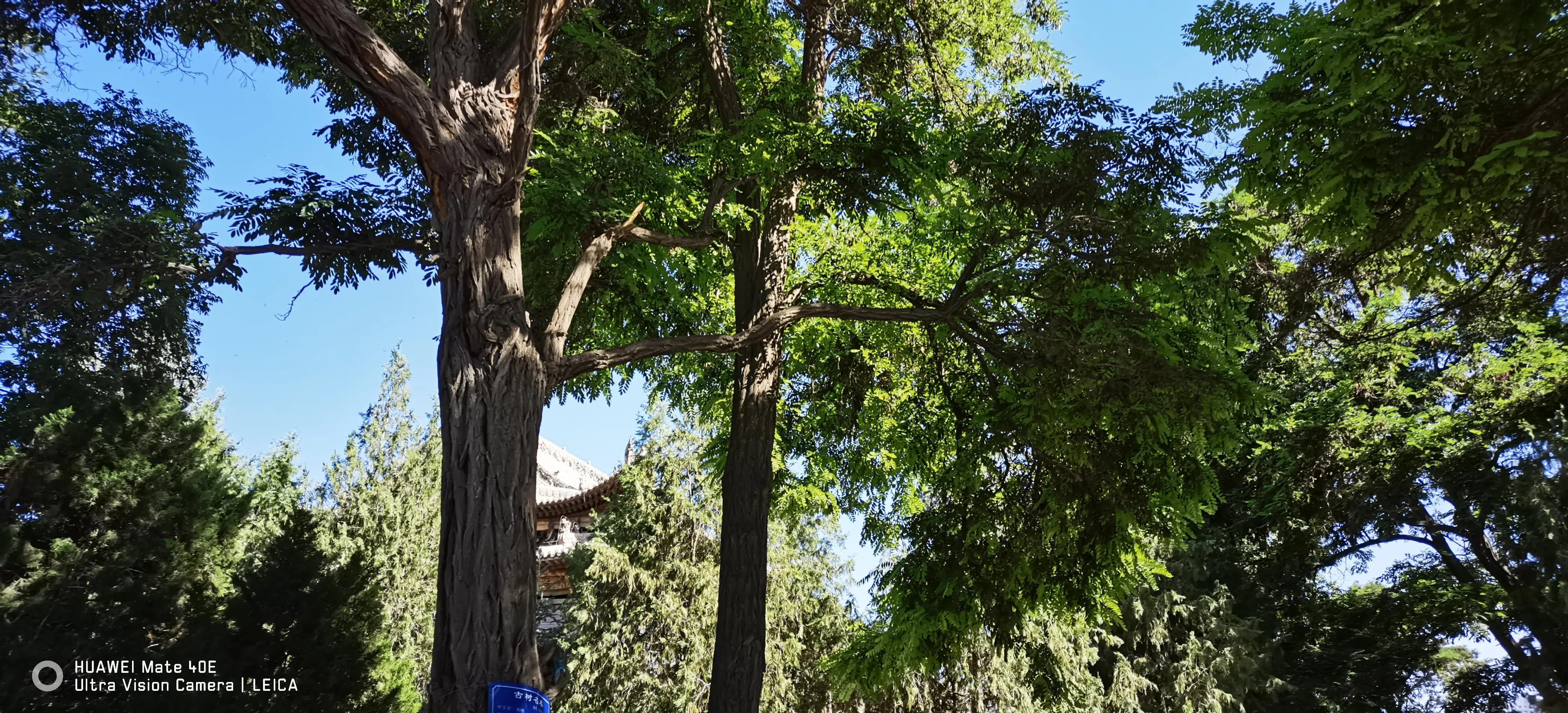 张掖景区大佛寺介绍,张掖大佛寺旅游攻略