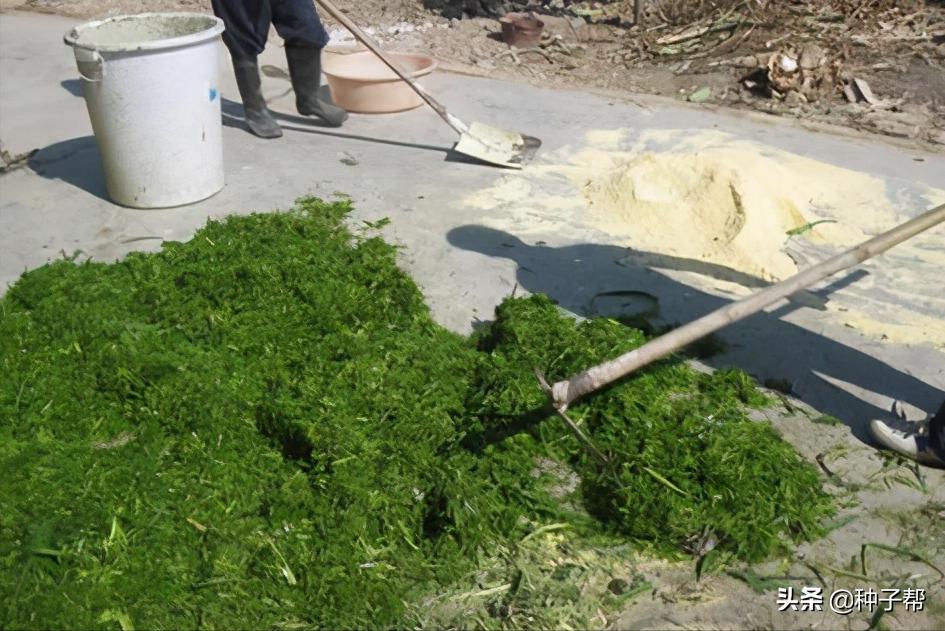 增润草种植技术,增润草在山东可以种吗