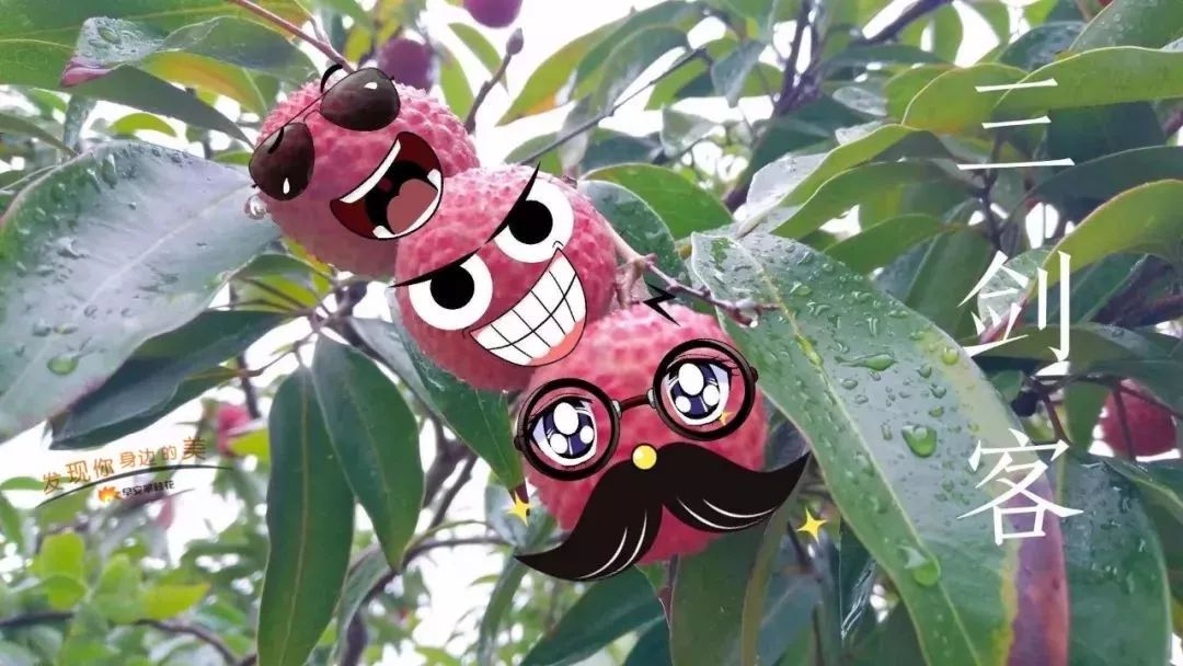 攀枝花哪种水果好吃 (攀枝花两种美味水果)