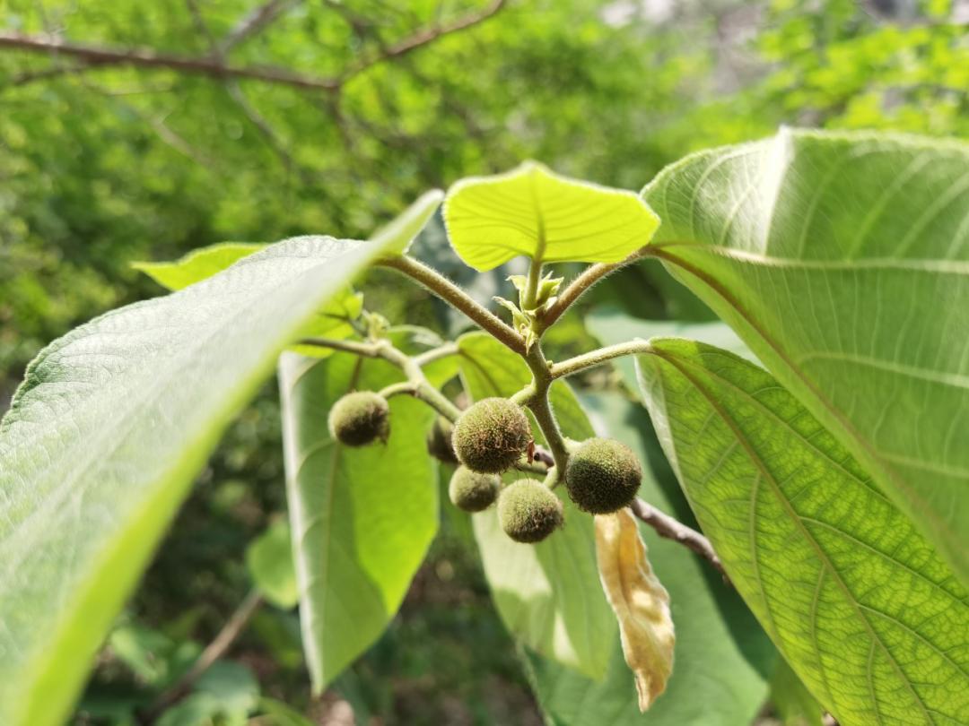 济南张家界自驾游路线推荐攻略,藏在济南市区的世外桃源