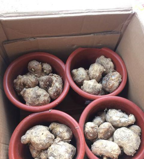 阳台只养一种花全年花开不断,适合庭院养的10种花