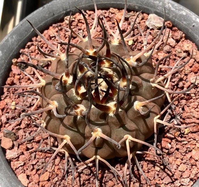 仙人球开花多盆栽品种大全,仙人球会开花还特别漂亮