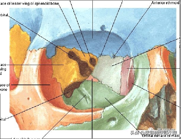 「鼻骨彩图」鼻骨CT解剖及骨折影像学诊断