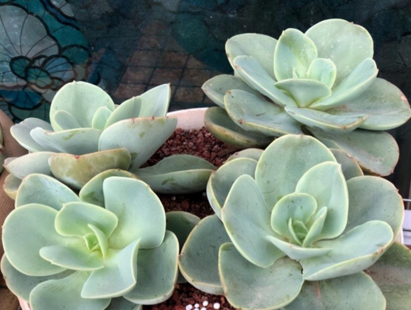 碧桃多肉夏季怕晒不,冬天养的多肉怎么不长新芽